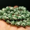 Tools4transformation Tree Agate EO++ 8+mm 25inch Agate - Tree